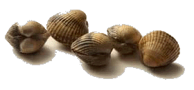 Hotel-Pension Zoomoord, Renesse - Foto strand